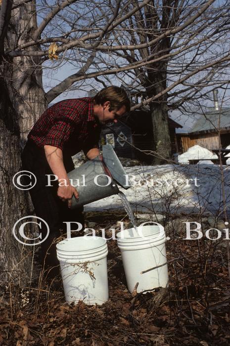 Maple Sugaring 30-20-00650