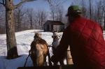 Maple Sugaring 30-20-00686