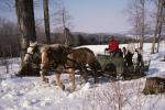 Maple Sugaring 30-20-00704