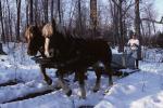 Maple Sugaring 30-20-00750