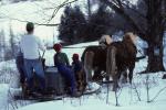 Maple Sugaring 30-20-00766