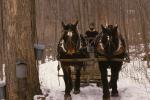 Maple Sugaring 30-20-01066