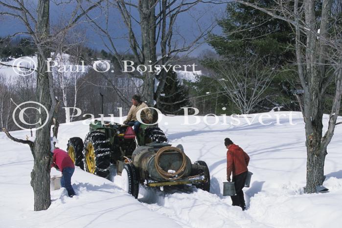 Maple Sugaring 30-20-10582