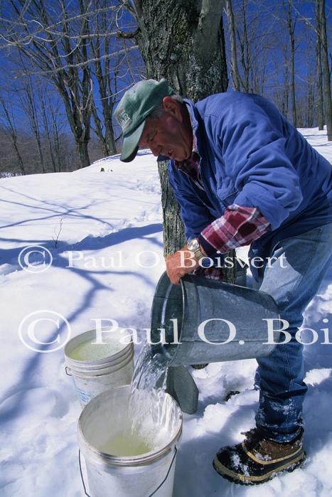 Maple Sugaring 30-20-11050