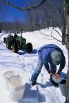 Maple Sugaring 30-20-11055