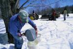 Maple Sugaring 30-20-11060