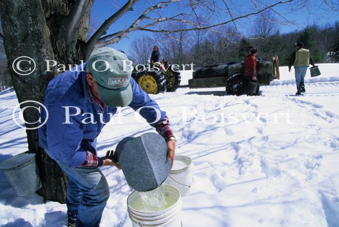 Maple Sugaring 30-20-11060