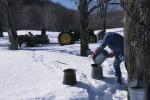 Maple Sugaring 30-20-11087