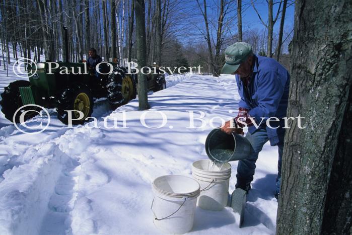 Maple Sugaring 30-20-11120