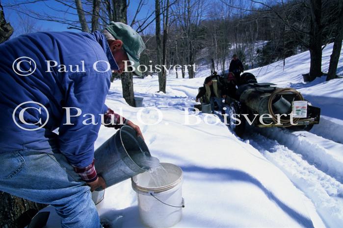 Maple Sugaring 30-20-11135