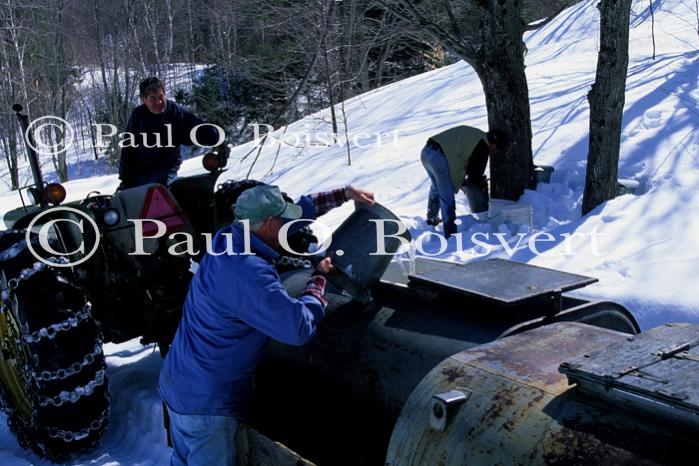 Maple Sugaring 30-20-11139