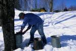 Maple Sugaring 30-20-11151