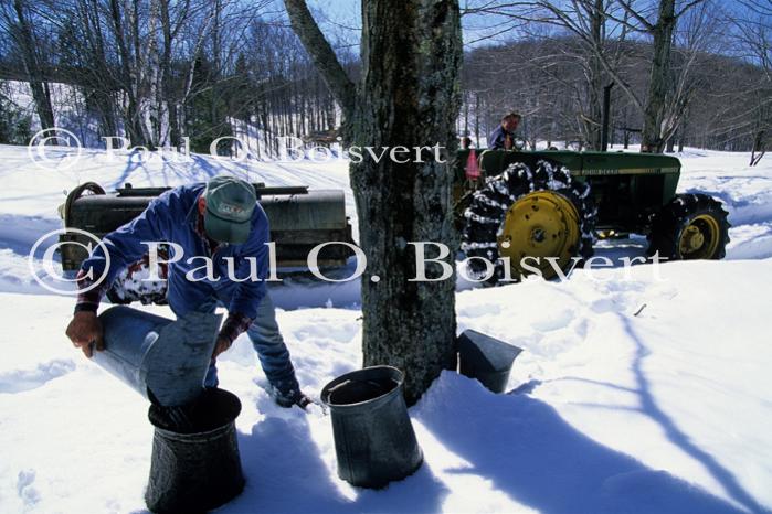 Maple Sugaring 30-20-11157