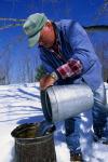 Maple Sugaring 30-20-11168