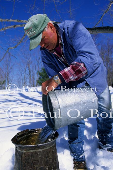 Maple Sugaring 30-20-11168