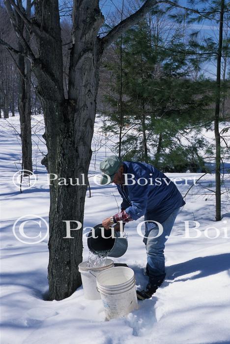 Maple Sugaring 30-20-11186