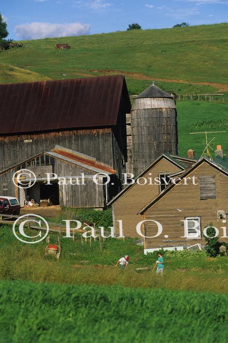 Farm-Summer 30-35-00633