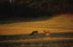 Deer & Moose 30-21-00065