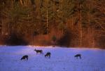 Deer & Moose 30-21-00227