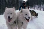 Dogsledding 65-44-00043