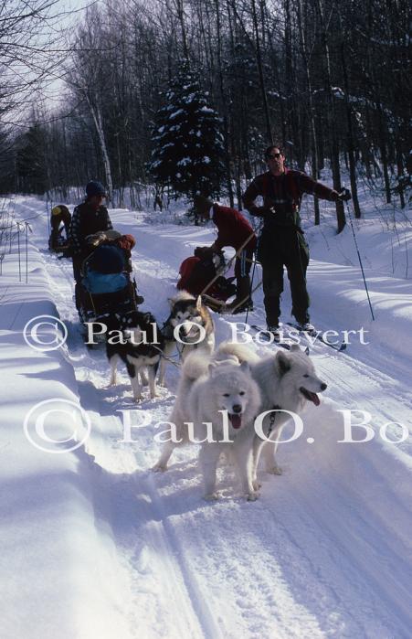 Dogsledding 65-44-00051