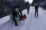 Dogsledding 65-44-00175