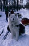 Dogsledding 65-44-00247