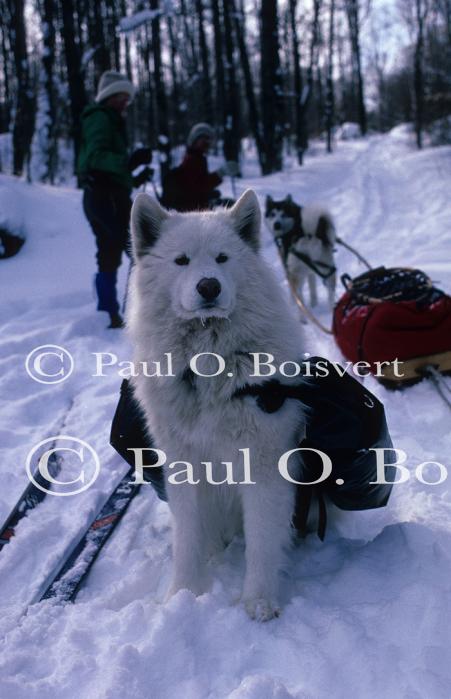 Dogsledding 65-44-00247