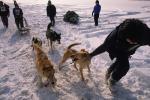 Dogsledding 65-44-00451