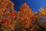 Scenery-Fall 70-05-13039