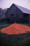 Farm-Fall 30-10-00243