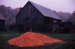 Farm-Fall 30-10-00248