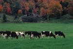 Farm-Fall 30-10-00275