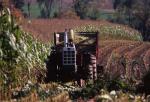 Farm-Fall 30-10-00288