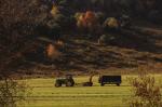 Farm-Fall 30-10-00795