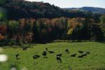 Farm-Fall 30-10-01054