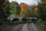 Farm-Fall 30-10-01207