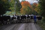 Farm-Fall 30-10-01211