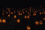 Holiday-Halloween 50-15-00142