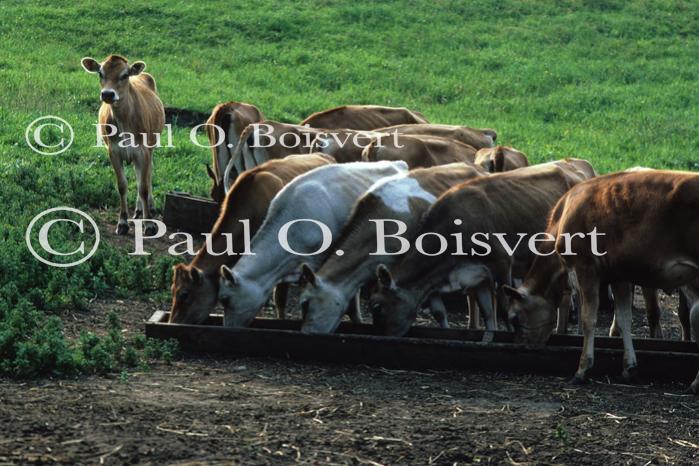 Cows 30-05-00069