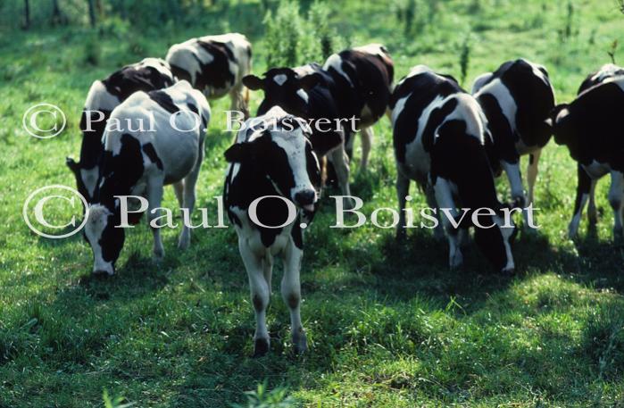 Cows 30-05-00102