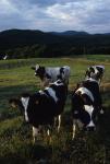 Cows 30-05-00124