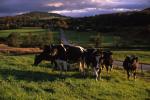 Cows 30-05-00249