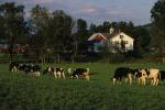 Cows 30-05-00273