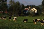 Cows 30-05-00277