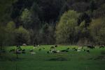 Cows 30-05-00320