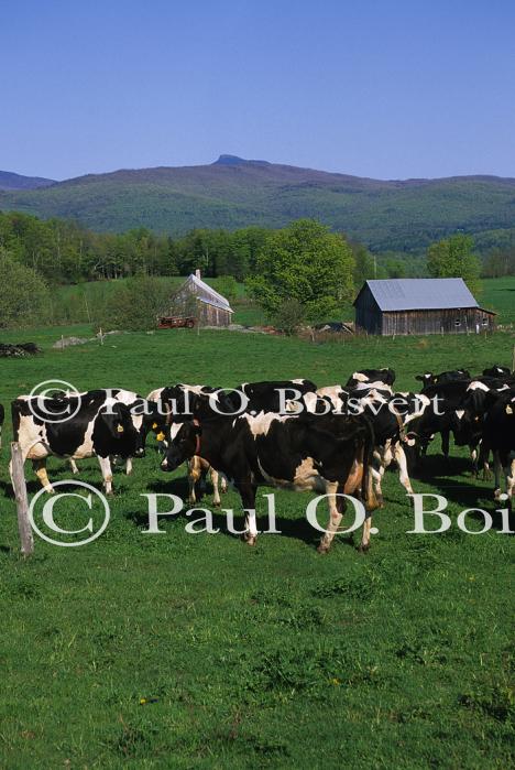 Cows 30-05-00356