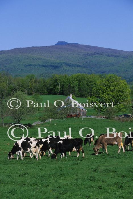 Cows 30-05-00390