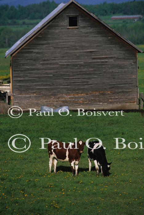 Cows 30-05-00411