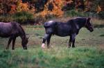 Horses 30-26-00002